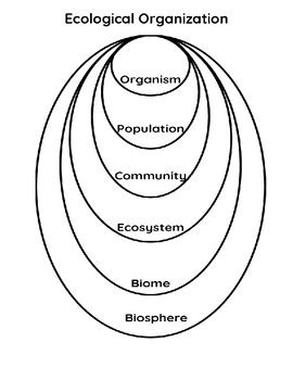 Ecological Organization Chart By Vicki Thompson TPT