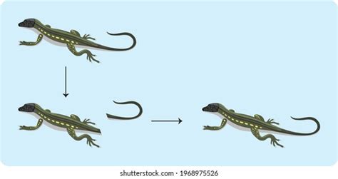 109,798 Lizards Tail Images, Stock Photos, and Vectors | Shutterstock