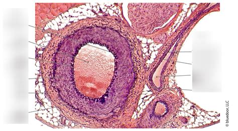 Artery And Vein Histology Diagram Quizlet