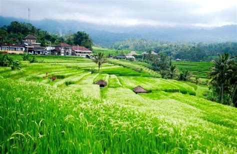 Desa Wisata Jatiluwih Siap Dikunjungi Peserta World Water Forum Ini