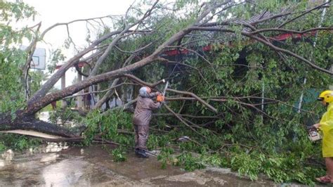 BPBD Magelang Tangani Pohon Tumbang Dan Rumah Rusak Akibat Hujan Deras