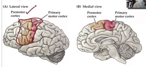 Umn Syndrome Corticospinal And Corticobulbar Pathways Flashcards Quizlet