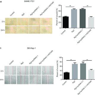 Inhibited Cell Migration By Ginsenoside Rg A B The Cell