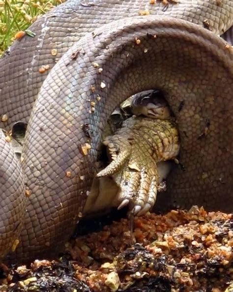 Snake eating a crocodile : r/Damnthatsinteresting