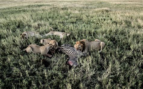 Lion Eating Zebra