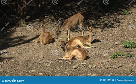 The Group Of Nile Crocodiles Crocodylus Niloticus Lying On The Sand In