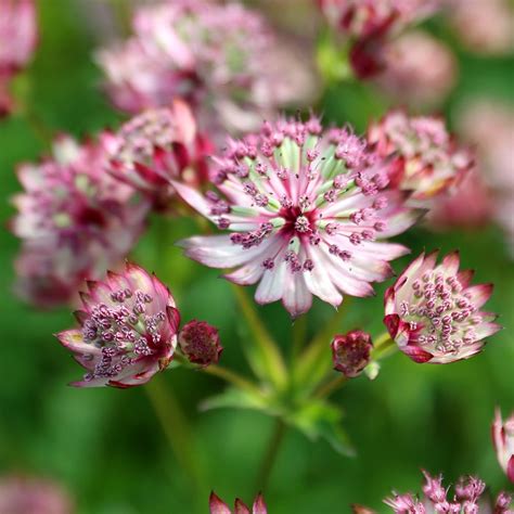 Buy Masterwort Astrantia Major Sparkling Stars Pink Sparkling Stars