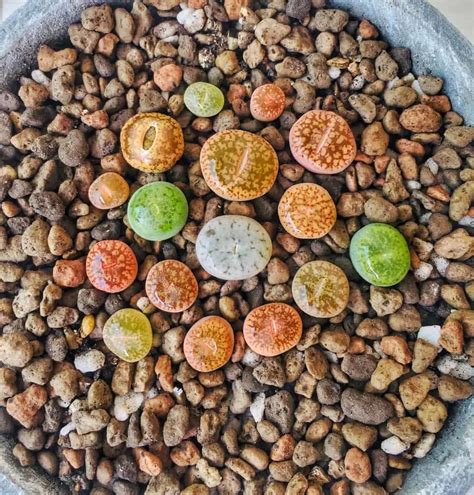 How To Grow Care For Lithops Living Stone Plants