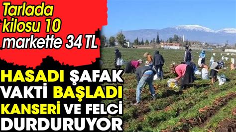 Hasadı başladı kanseri ve felci durduruyor Tarlada kilosu 10 markette