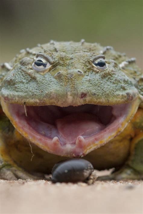 The African Bullfrog More Bull Than Frog African Bullfrog Bullfrog