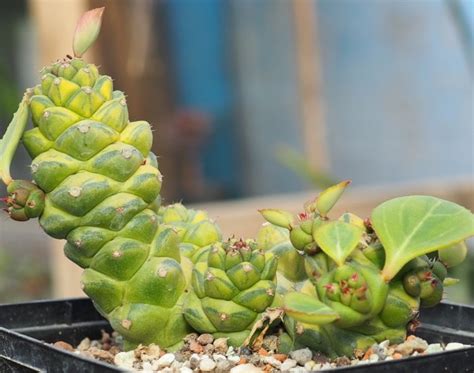 Monadenium Ritchiei Variegated