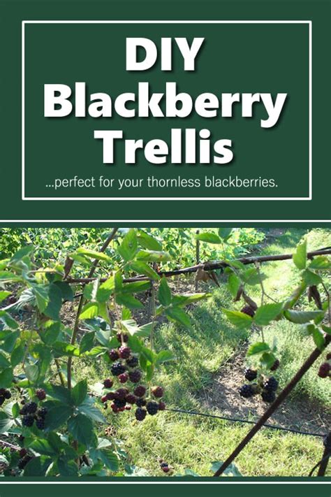 Diy Blackberry Trellis