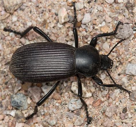 Eleodes Obscura Sulcipennis Eleodes Obscura BugGuide Net