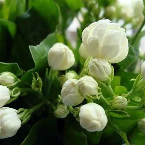 Jasmine Flower Plant at Rs 10/piece | Jasmine Plants in Pune | ID ...