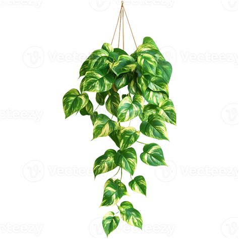 Lush Green English Ivy Hedera Helix Hanging Plant Cutout for Seamless