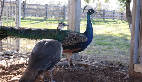 How To Keep Peacocks Cool In Summer 9 Tips The Hip Chick