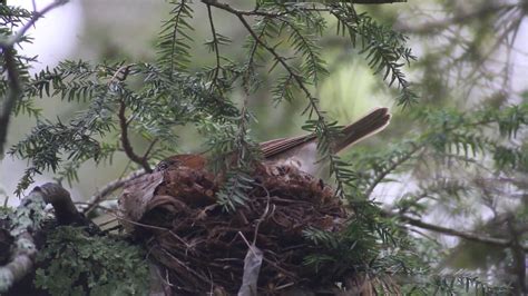 Wood Thrush Building a Nest - YouTube