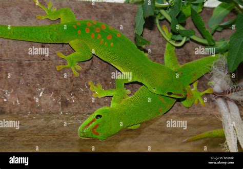 Giant Day Gecko Morphs