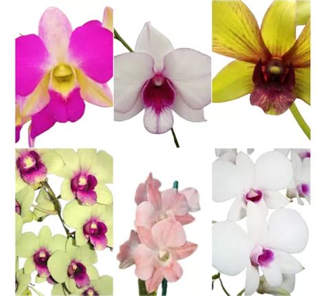 Orquidea Denphal Lindas Varias Cores Promocao C 10 Ft Grátis