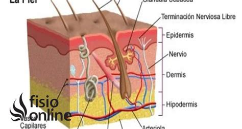 Epidermis Definición Cómo Está Formada Significado Función Y Alteraciones