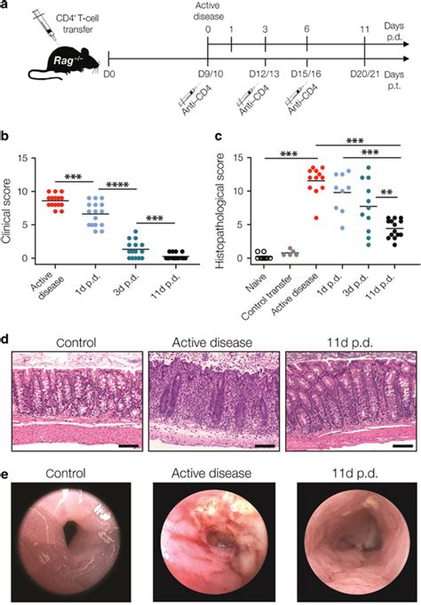 Depletion Of Colitogenic Cd T Cells Rapidly Induces Remission In Mice