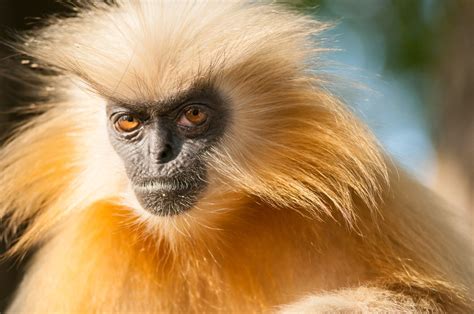 Meet The Golden Langur A Rare Primate S Secrets