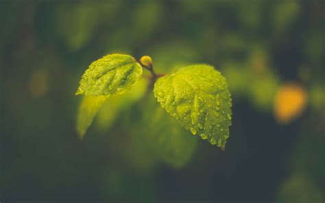 Hojas Gotas De Agua Blur Green Hd Planta De Hoja Verde Naturaleza