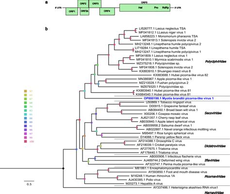 A Genomic Organization And Predicted Orfs Of The Mbplv Genome The