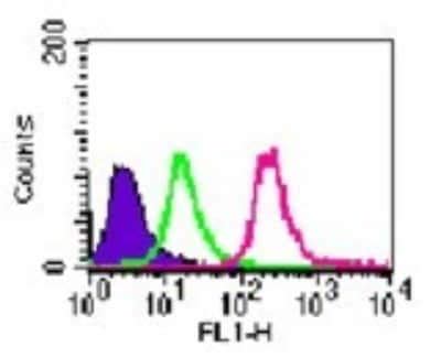 Lactyl Lysine Antibody Azide And BSA Free NBP3 15602 Novus Biologicals