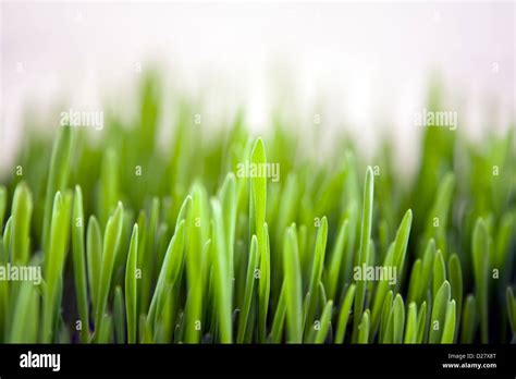 Wheatgrass Hi Res Stock Photography And Images Alamy