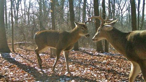 It's Shed Hunting Season! | Bowhunting.com