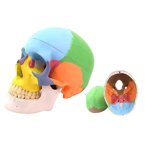 Buy Anatomical Skull Model Youya Dental Part Didactic Human Skull