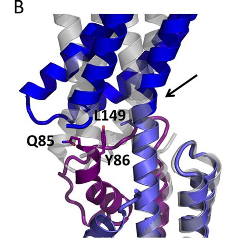 Flexibility Of The N Catenin N Domain Needed For Catenin Binding The Download Scientific