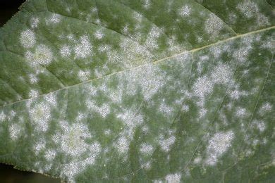 Come Curare Il Mal Bianco Dalle Piante Come Prevenire E Rimedi Naturali