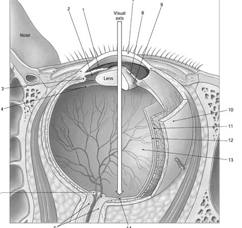 Anatomy Of The Eye Labeled - Anatomy Reading Source