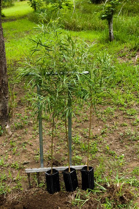 Acacia Melanoxylon In A Root Pruning Pot R Acacias