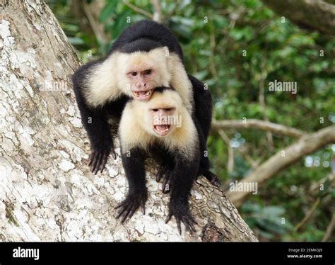 Angry Monkey Hi Res Stock Photography And Images Alamy