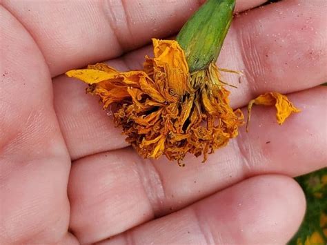 Can You Plant Marigold Seeds In July At Oleta Smith Blog