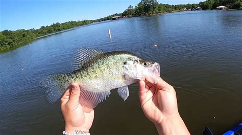 Crappie Catch Cook We Turned Post Spawn Crappie Into Crappie