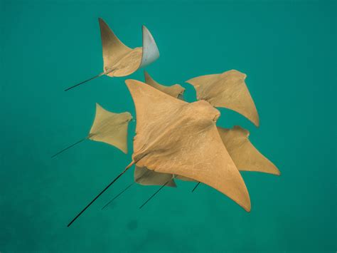 Pacific Cownose Ray Save Our Seas Foundation