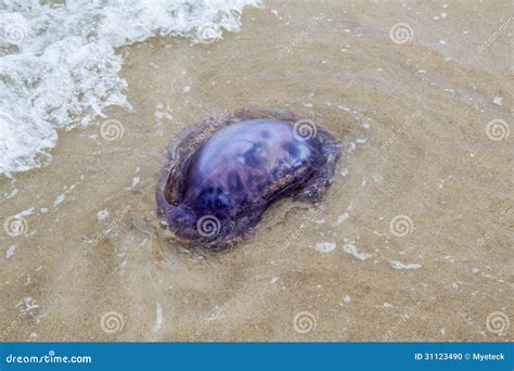 M Duses Bleues Normes Sur La Plage Sablonneuse Photo Stock Image Du