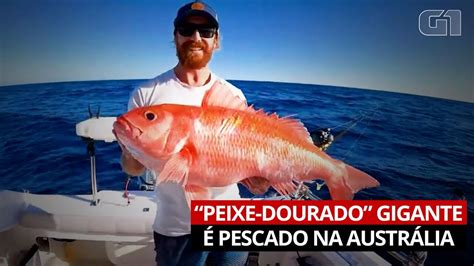 V Deo Homem Pesca Peixe Dourado Gigante Na Austr Lia Mundo G