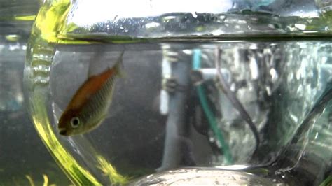 Young Male And Female Congo Tetra Youtube