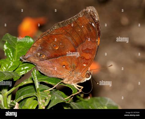 Asian Autumn Leaf Aka Australian Leafwing Butterfly Doleschallia