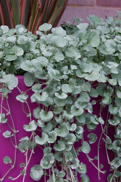 Embrace The Silver Beauty Unleashing The Potential Of Dichondra Silver