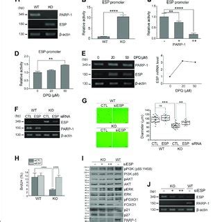 PARP 1 Negatively Regulated The Expression Of ESP A MRNA Level Of ESP