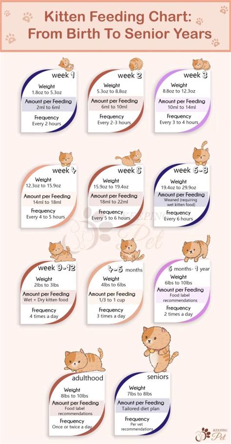 Kitten Feeding Chart From Birth To Senior Years