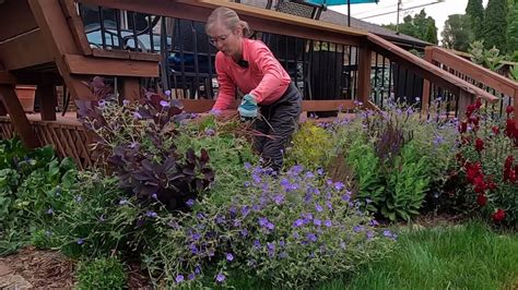 Taming The Giant Johnson S Blue Geranium Youtube