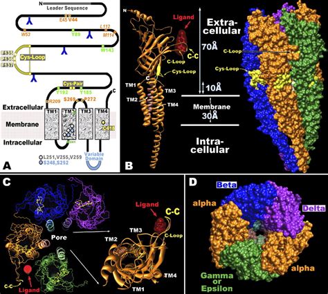 Mammalian Nicotinic Acetylcholine Receptors From Structure To Function