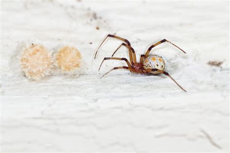 Brown Widow Spider | Center for Invasive Species Research